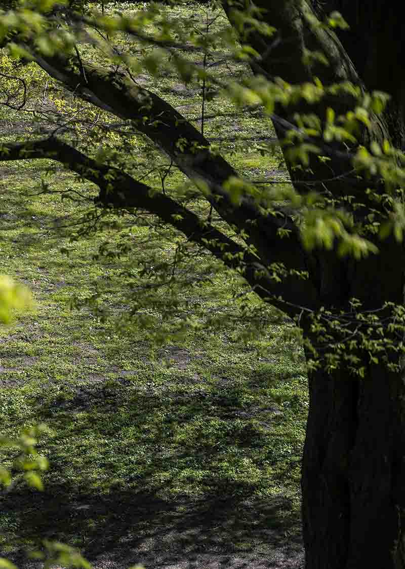 BeGrace bodyscan audio tree Dominic Scott